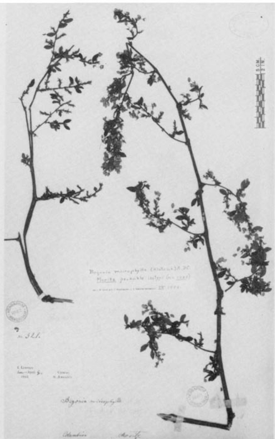 B. foliosa var. microphylla